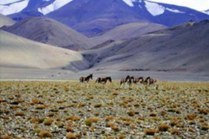 REDISCOVER LADAKH | Holiday Package From Apple Journeys